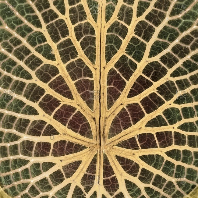 Water lily leaf, colored X-ray.