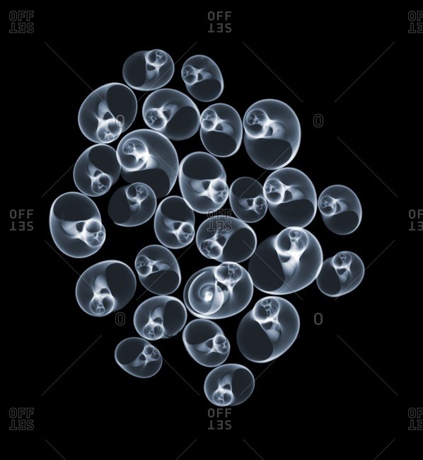 Lineata moon shells, colored X-ray.