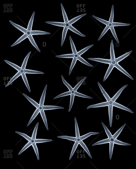 Starfish (Phataria unifascialis), colored X-ray.