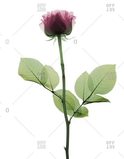 Pink rose (Rosa centifolia), colored X-ray.