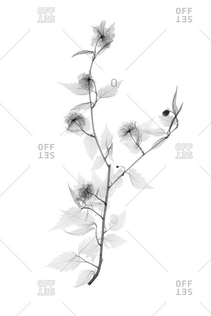 Japanese rose (Kerria japonica), X-ray.