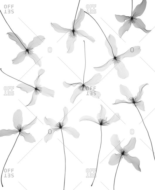 Clematis (Clematis montana) scattered, X-ray
