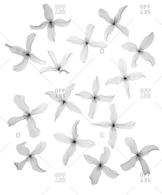 Clematis (Clematis montana) scattered, X-ray
