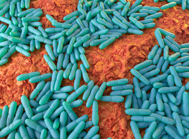 Illustration of Mycobacterium leprae, a gram-positive bacteria that causes leprosy (Hansen's disease).