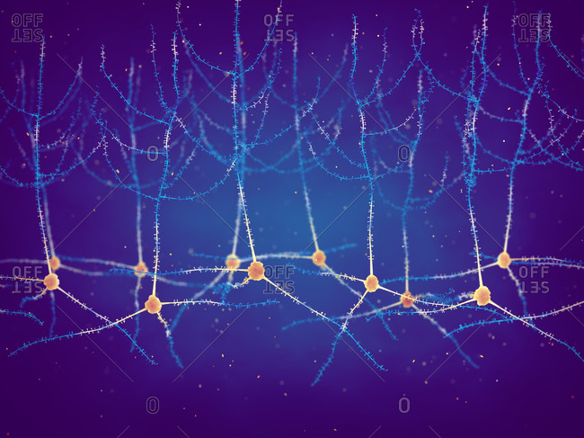 Neurone Stock Photos Offset