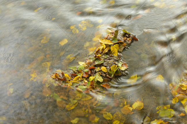 Autumnal leaves in the stream, Spessart, Bavaria, Germany