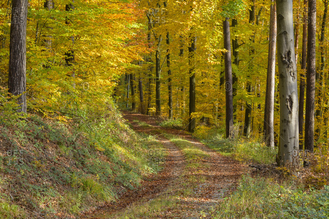 Colorful beech forest with road in autumn, Odenwald, Hesse, Germany