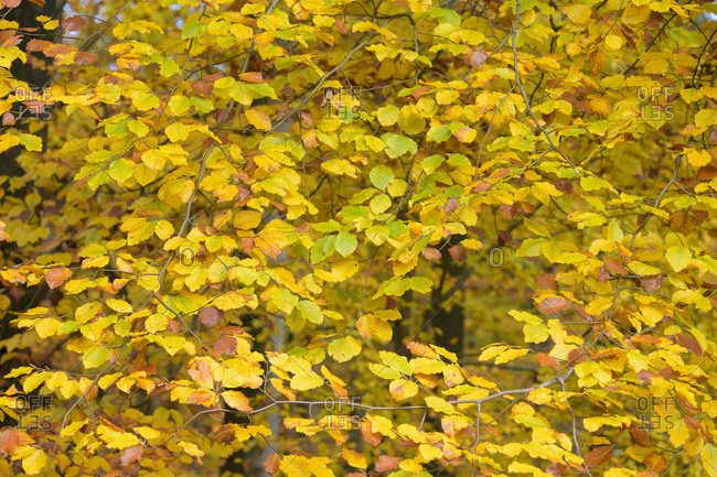 Colorful beech tree leaves in autumn, Odenwald, Hesse, Germany