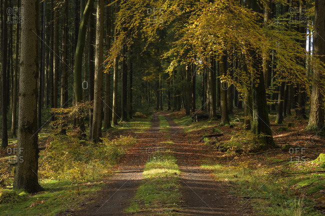 Colorful beech forest with road in autumn, Odenwald, Hesse, Germany
