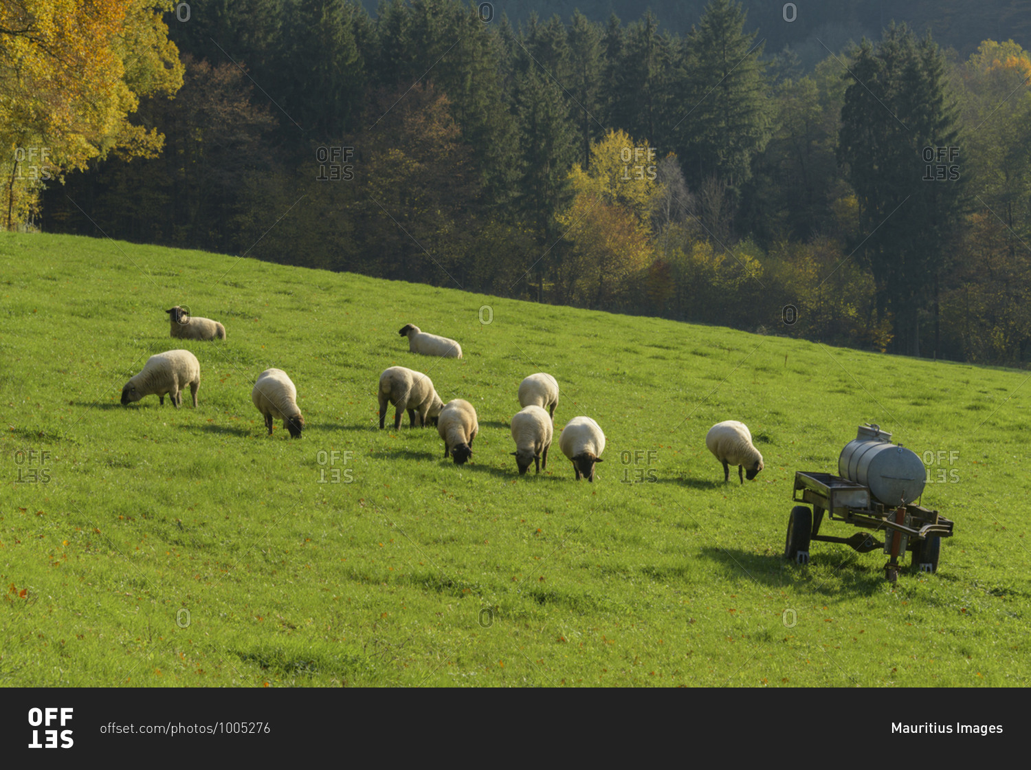 Flock of sheep in autumnal landscape, Anorbach, Bavaria, Germany