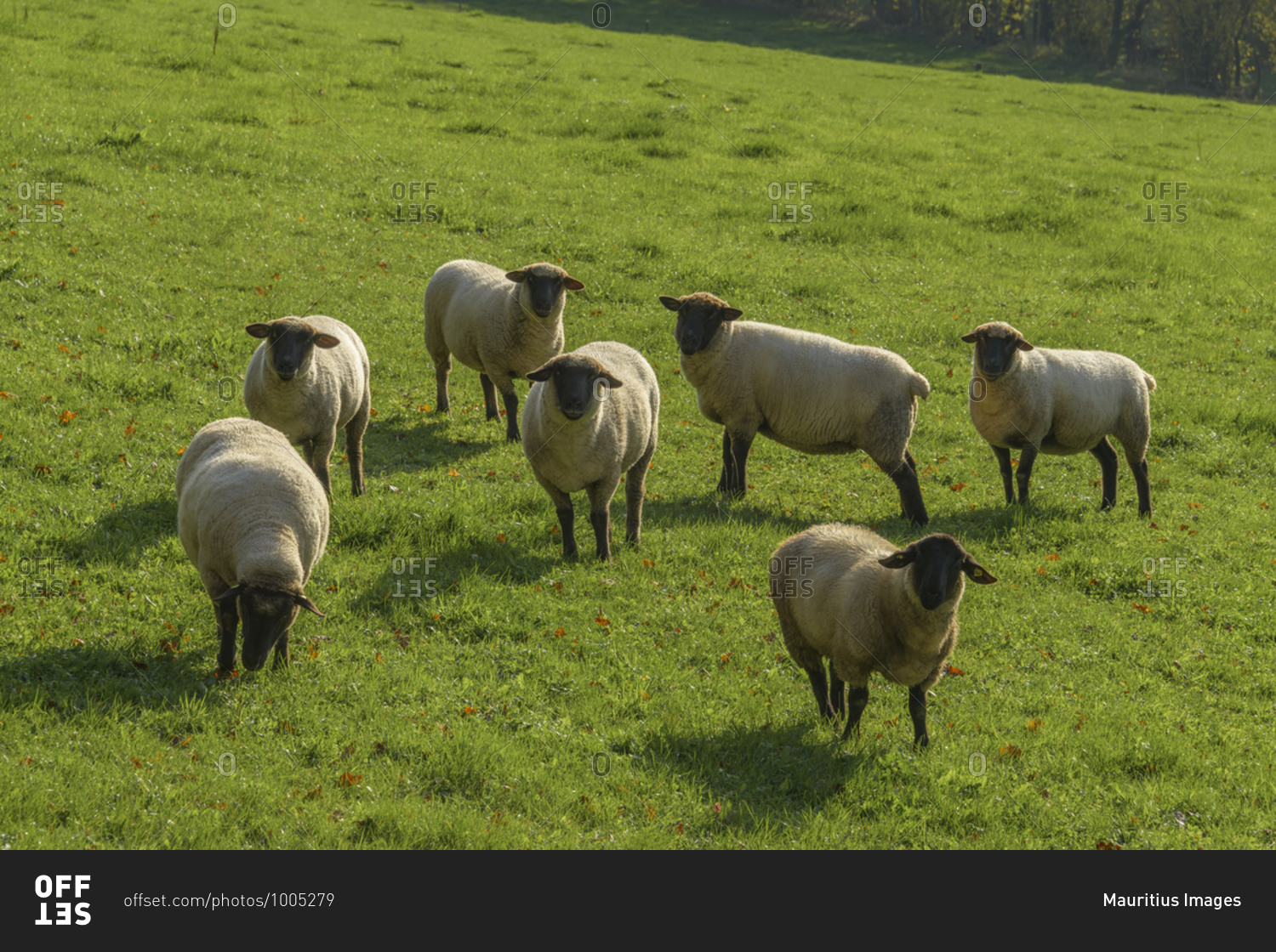 Flock of sheep in autumnal landscape, Anorbach, Bavaria, Germany