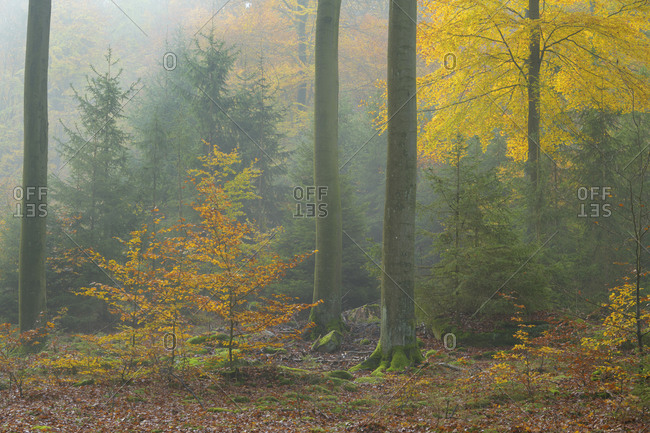 Deciduous forest with fog in autumn, Spessart, Bavaria, Germany