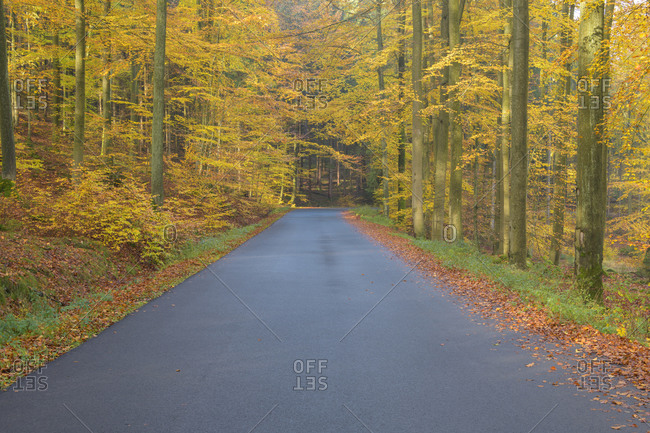 Colorful beech forest with road in autumn, Spessart, Bavaria, Germany