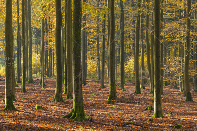 Deciduous forest  in autumn, Spessart, Bavaria, Germany