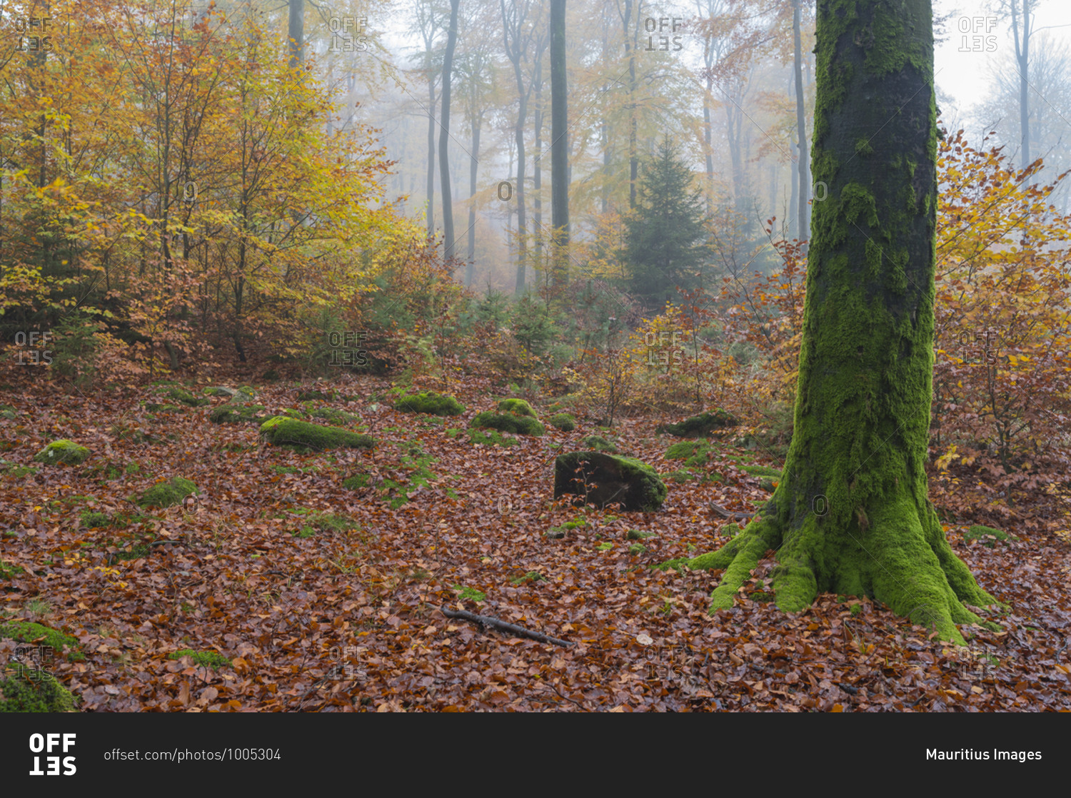 Deciduous forest with fog in autumn, Spessart, Bavaria, Germany