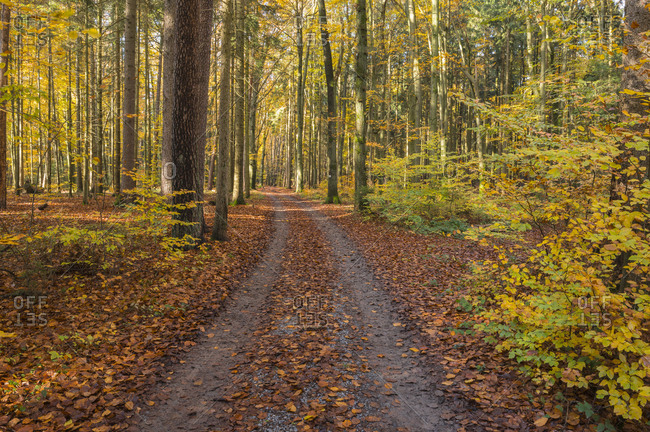 Colorful beech forest with road in autumn, Spessart, Bavaria, Germany
