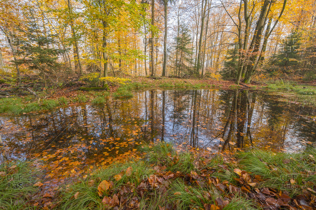 Forest pond in autumn, Spessart, Bavaria, Germany