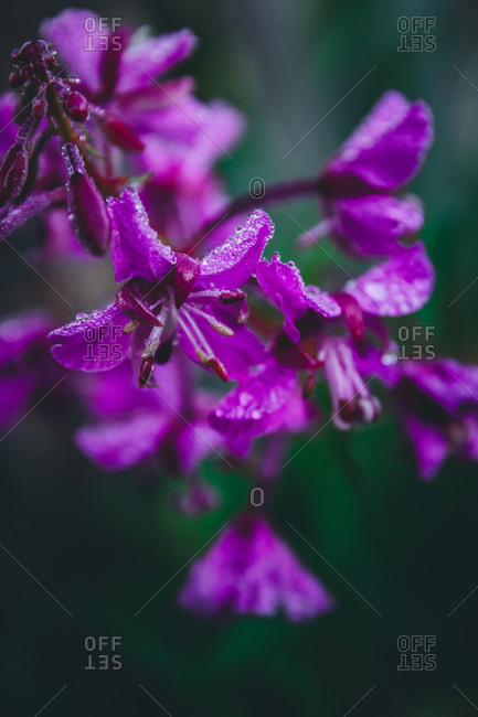 Italy, South Tyrol, wildflower, flowers with drops of dew