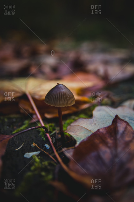 Germany, Saxony, Chemnitz, nature, forest floor, moss, small mushroom