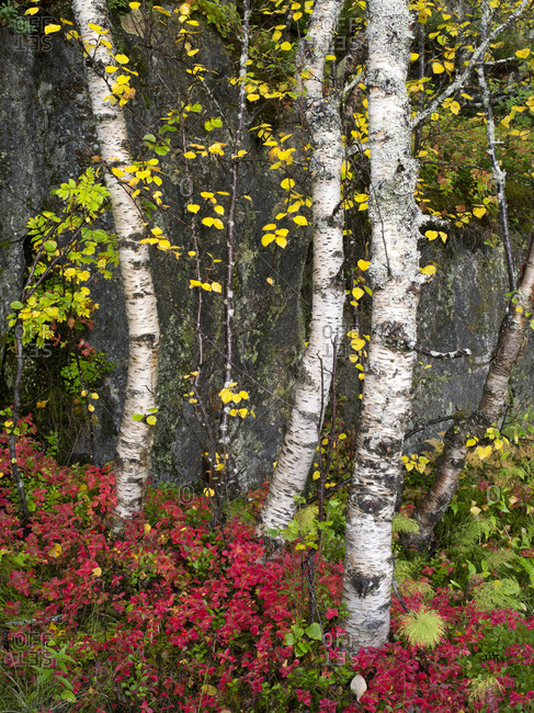 Birch trees in autumn, Senja island, Norway
