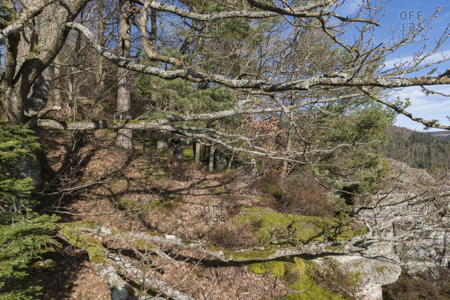 Germany, Baden-Wuerttemberg, Calw district, Bad Herrenalb, Black Forest Nature Park, Falkenfelsen natural monument