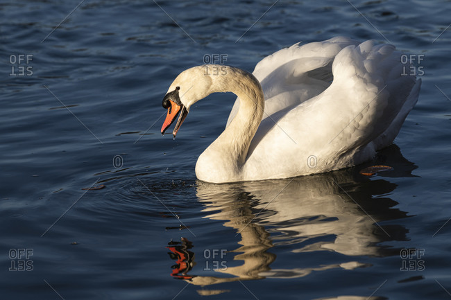 Germany, Baden-Wuerttemberg, Karlsruhe district, Philippsburg, swan on the Rhine reflected in the water