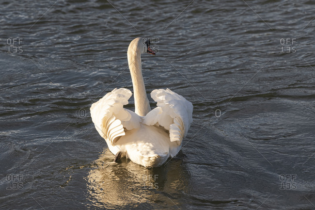 Germany, Baden-Wuerttemberg, Karlsruhe district, Philippsburg, swan on the Rhine from behind