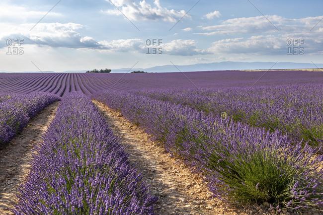 Lavender field, Valensole, Alpes-de-Haute-Provence, Provence-Alpes-C�te d\'Azur Region, France