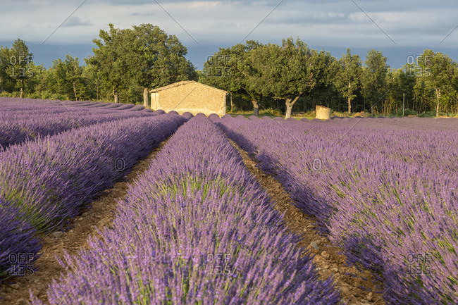 Lavender field, Valensole, Alpes-de-Haute-Provence, Provence-Alpes-C�te d'Azur Region, France