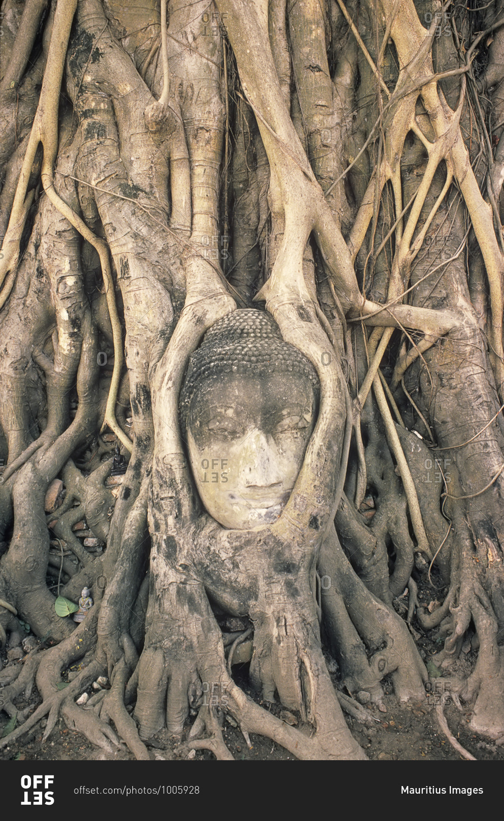 Stone Buddha Head entwined In roots of fig tree, Wat Phra Mahathat, Ayuthaya, Thailand, Asia