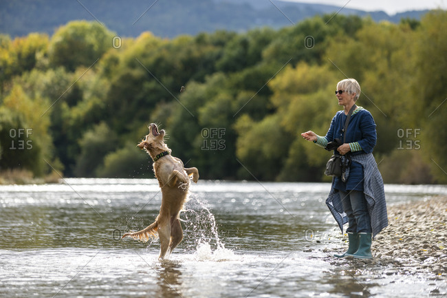A woman throws a stone for her Golden Retriever dog which leaps and jumps in a  spray of water to catch it in a river