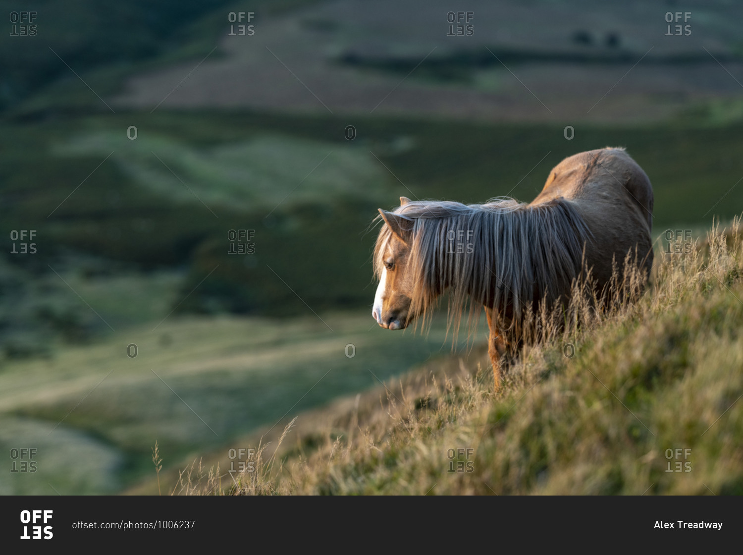 Wild ponies on Hay Bluff in the  Brecon Beacons National Park in Wales