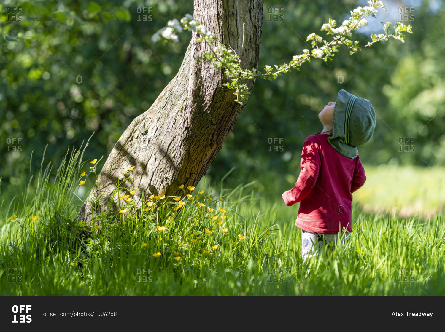A toddler finds some Buttercups at the base of a tree in a woodland during summer