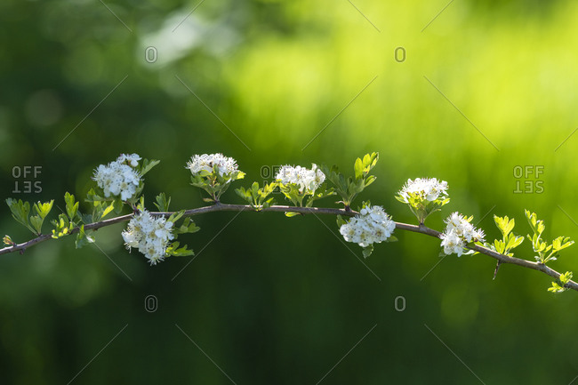 Blossom on a small branch in front of a bright green blurred background