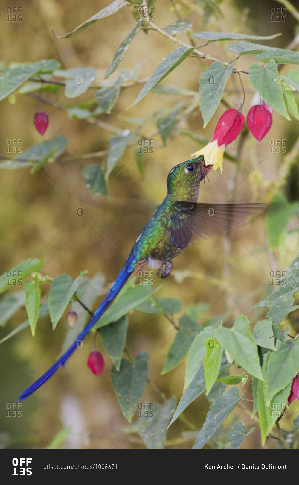 Violet-tailed sylph foraging in blooming flower