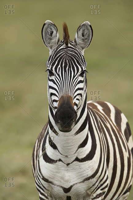 Burchell's Zebra, Serengeti National Park, Tanzania, Africa.