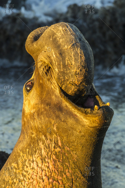 USA, California, San Luis Obispo County. Northern elephant seal male calling.