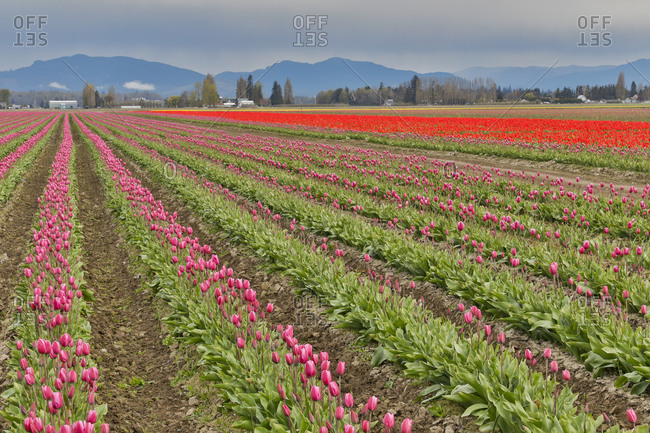 Tulip growing in springtime, blooming in Skagit Valley, Washington State.