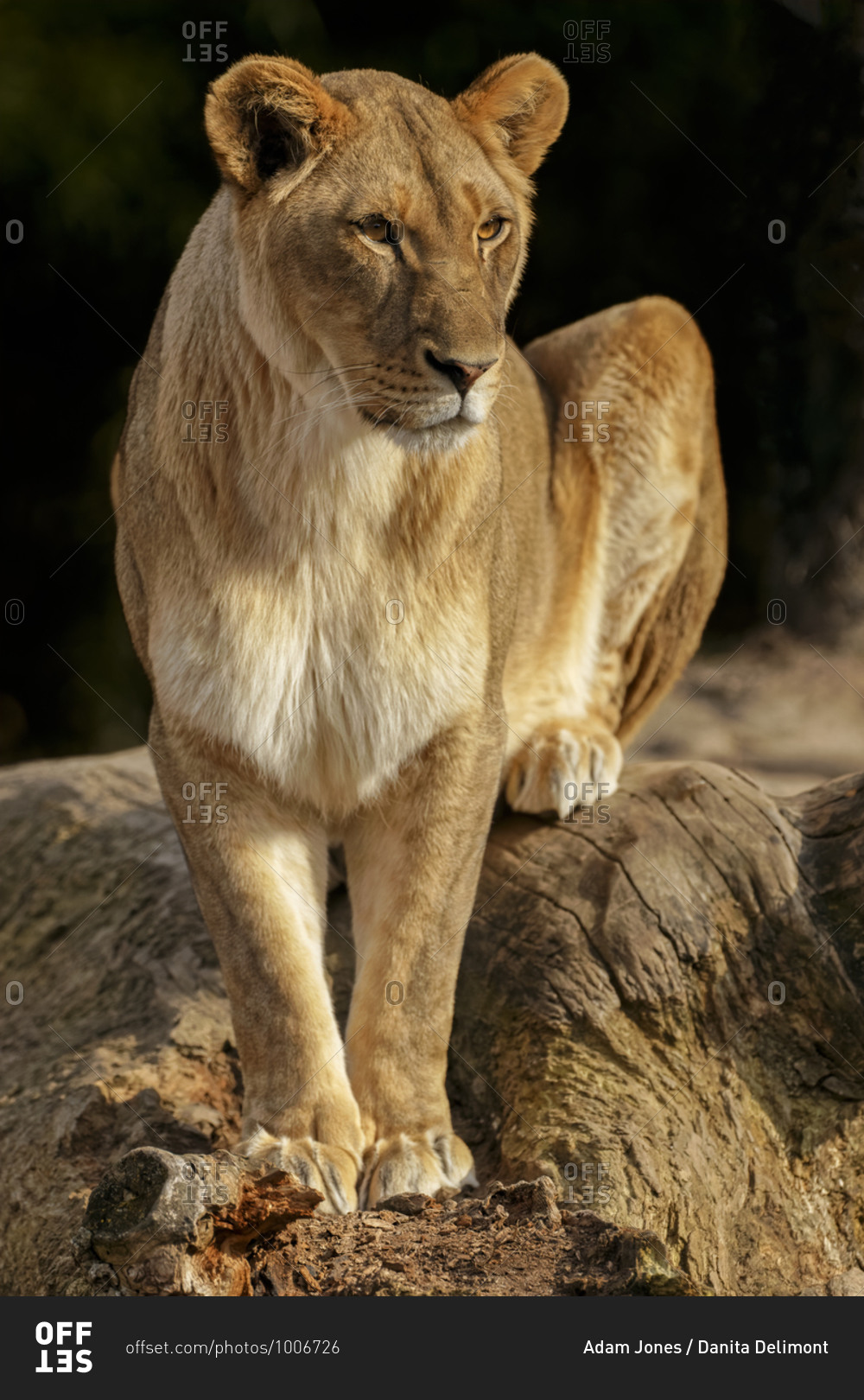 Female Lioness, Panthera leo, perched and alert