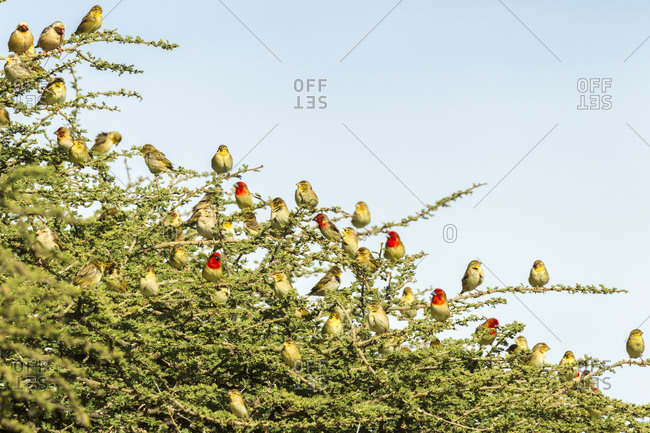 Africa, Tanzania, Serengeti National Park. Flock of cardinal quelea birds in tree.