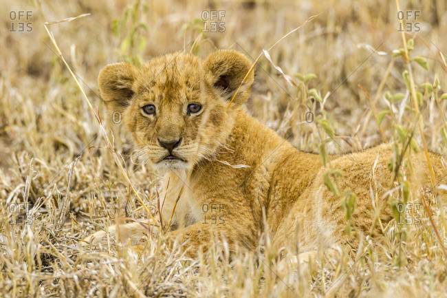 lion cubs stock photos - OFFSET
