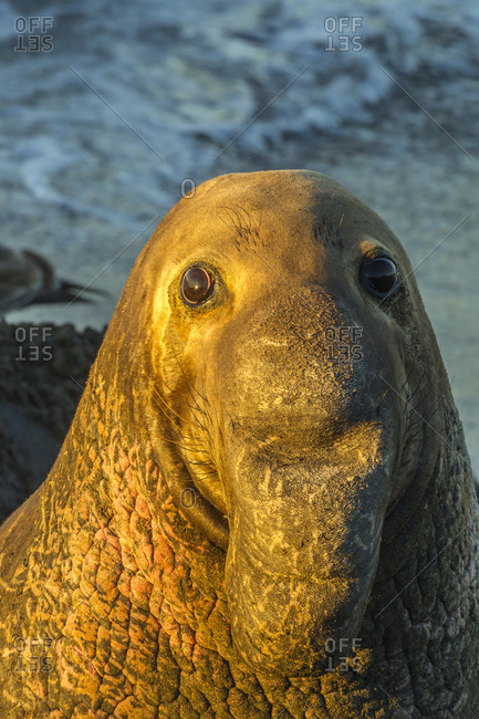 USA, California, San Luis Obispo County. Portrait of northern elephant seal male.