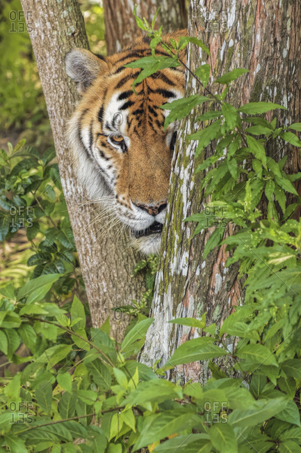 Tiger, Big Cat Rescue, Tampa, Florida.