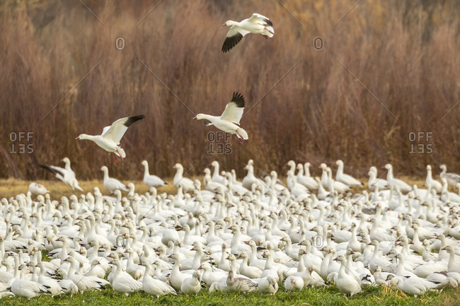 USA, New Mexico, Bosque del Apache National Wildlife Refuge. Snow geese landing amid flock.