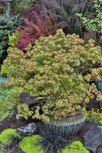 Spring color with deer proof shrubs and trees, Sammamish, Washington State.