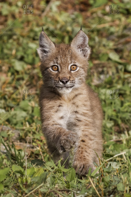 Juvenile Canada Lynx walking towards camera