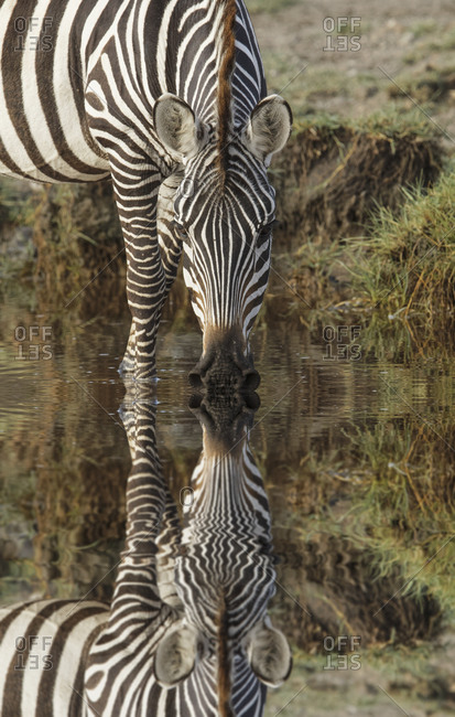 Burchell\'s Zebra drinking and reflection in pool of water, Serengeti National Park, Tanzania, Africa.