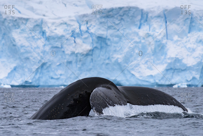 Antarctic Peninsula, Antarctica, Errera Channel. Humpback whale diving.