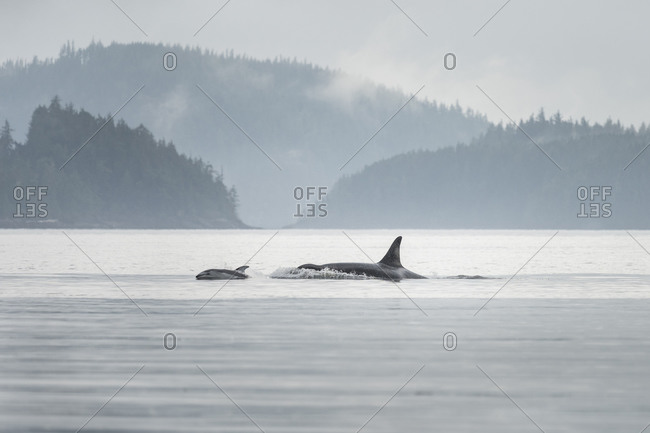 Canada, British Columbia. A Killer Whale or Orca (Orcinus orca) surfaces on Johnstone Strait, accompanied by a Pacific White-sided Dolphin.