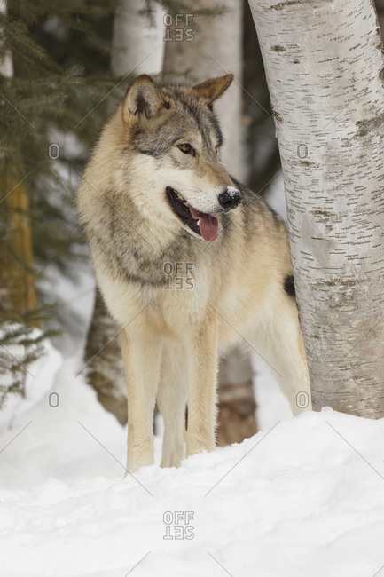 Tundra wolf in winter, Montana.